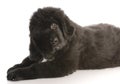 Newfoundland puppy Royalty Free Stock Photo