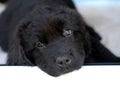 Newfoundland puppy Royalty Free Stock Photo