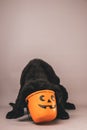 Newfoundland puppy with its head inside of a jack o lantern candy bucket against a grey seamless background