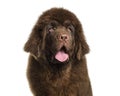 Newfoundland puppy , 5 months old, against white background Royalty Free Stock Photo