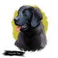 Newfoundland puppy purebred of large size digital art