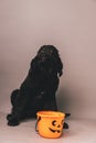 Newfoundland puppy sitting in front of a jack o lantern candy bucket against a grey seamless background