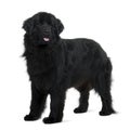 Newfoundland puppy, standing and panting