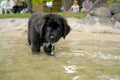 Newfoundland puppy takes a drink Royalty Free Stock Photo