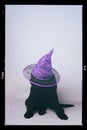 Newfoundland puppy with a witch hat against a grey seamless background