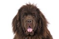 Newfoundland terrier Royalty Free Stock Photo
