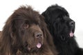 Newfoundland terriers Royalty Free Stock Photo