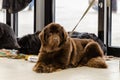 Newfoundland terriers Royalty Free Stock Photo