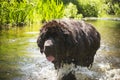 Newfoundland walking in a river