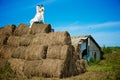 Newlweds on the haystack