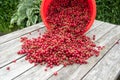 The newly assembled red currant was a little scattered on the wooden table. Nearby is an inverted red bucket of berries. Currant Royalty Free Stock Photo