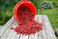 The newly assembled red currant was a little scattered on the wooden table. Nearby is an inverted red bucket of berries. Currant Royalty Free Stock Photo