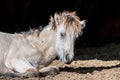 Newly awaken young Icelandic horse foal in bright sunlight
