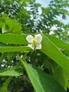 Newly bloomed flower