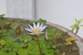 Newly Bloomed Lotus Flower
