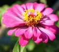 Newly bloomed purple zinnia flower