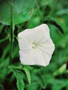 newly bloomed white flower