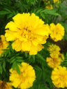 newly bloomed yellow flower