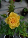 Newly bloomed yellow roses.