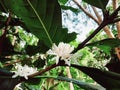 Newly blooming coffee plant flowers