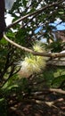 newly blooming guava flowers