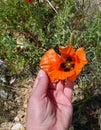 The newly blooming poppy flower in nature, a person touches the poppy flower