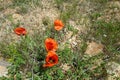 The newly blooming poppy flower in nature, a person touches the poppy flower