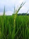 newly blooming rice flowers in the fields