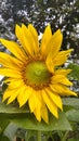 newly blooming sunflowers are very beautiful