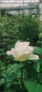 Newly blooming white rose in the morning in the Lembang Indonesia flower garden