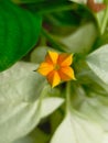 newly blooming yellow gem flowers usually bloom in the rainy season