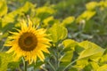 newly blossomed young sunflower is backlit by the sun Royalty Free Stock Photo