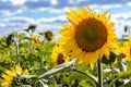 newly blossomed young sunflower is backlit by the sun Royalty Free Stock Photo