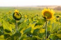 newly blossomed young sunflower is backlit by the sun Royalty Free Stock Photo