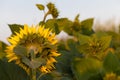 newly blossomed young sunflower is backlit by the sun Royalty Free Stock Photo