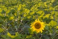 newly blossomed young sunflower is backlit by the sun Royalty Free Stock Photo