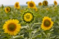 newly blossomed young sunflower is backlit by the sun Royalty Free Stock Photo