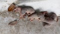 Newly born babies of rats.