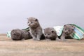 British Shorthair kittens, wooden background,