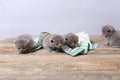 British Shorthair kittens, wooden background,