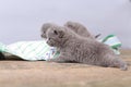 British Shorthair kittens, wooden background,