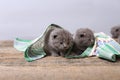 British Shorthair kittens, wooden background,