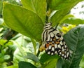 A newly born butterfly (lime butterfly) on a lemon tree