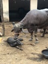 A newly born calf of a buffalo Royalty Free Stock Photo