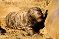 Newly Born Elephant Seal