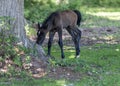 Newly born foal Royalty Free Stock Photo