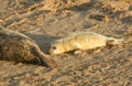 A newly born Grey Seal pup Halichoerus grypus lying on the beach at Horsey, Norfolk, UK. Royalty Free Stock Photo