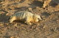 A newly born Grey Seal pup Halichoerus grypus lying on the beach at Horsey, Norfolk, UK. Royalty Free Stock Photo