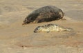 A new born grey seal pup halichoerus grypus lying on the beach near its resting mother at Horsey, Norfolk, UK. Royalty Free Stock Photo