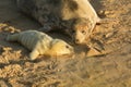 A new born grey seal pup halichoerus grypus lying on the beach near its resting mother at horsey, Norfolk, Uk. Royalty Free Stock Photo